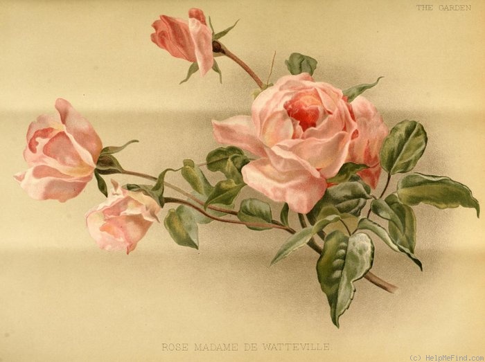 'Madame de Watteville' rose photo