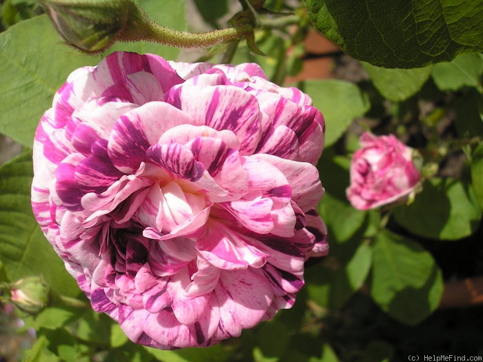 'Tricolore de Flandre' rose photo