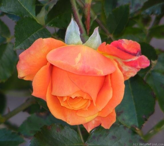 'Disneyland Rose ®' rose photo