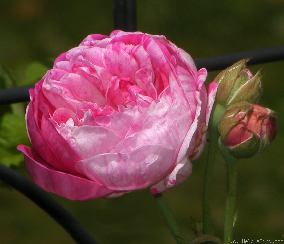 'Honorine de Brabant (Bourbon, Tanne, 1916)' rose photo