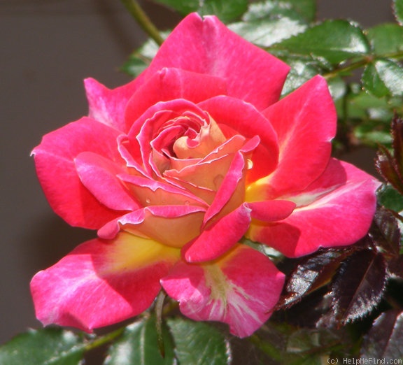 'Tattooed Lady' rose photo