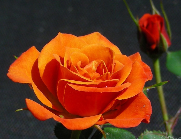 'Denver's Dream™ (Miniature, Saville, before 1994)' rose photo