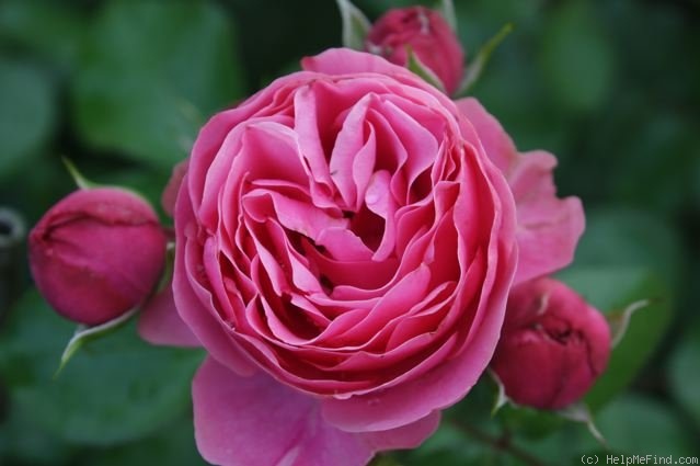 'Leonardo da Vinci ® (Floribunda, Meilland, 1993)' rose photo