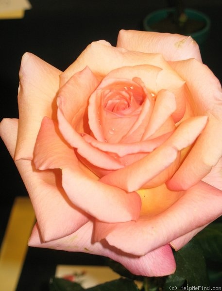 'Melbourne Town' rose photo