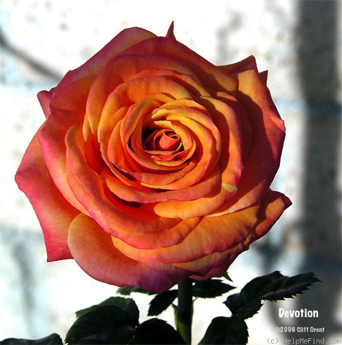 'Devotion (hybrid tea, Ilsink, 2003)' rose photo