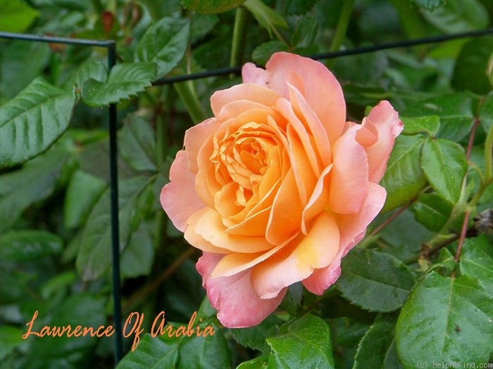 'Lawrence of Arabia ™ (floribunda, Harkness 1988)' rose photo