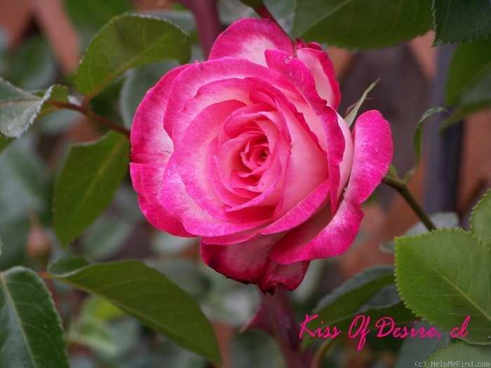 'Kiss of Desire' rose photo