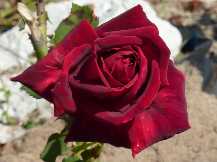 'Charles Mallerin (Hybrid Tea, Meilland, before 1947)' rose photo