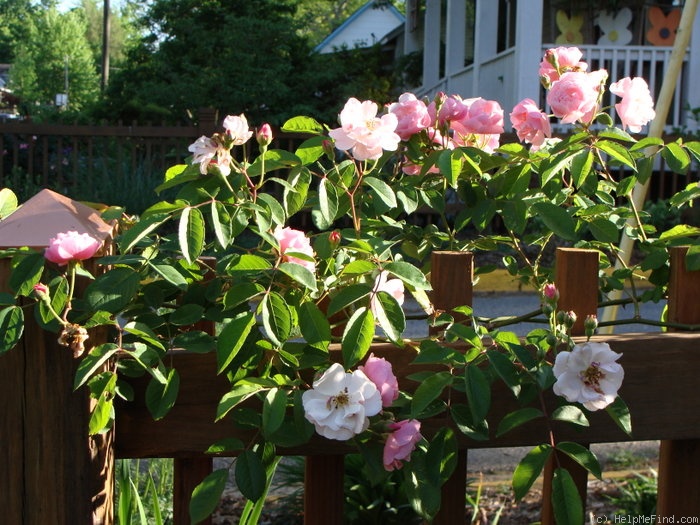 'Cornelia (Hybrid Musk, Pemberton, 1925)' rose photo