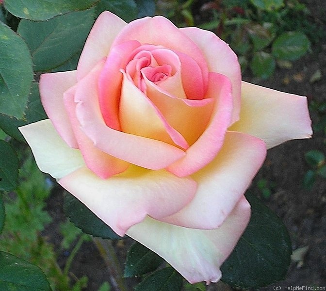 'The Lady' rose photo