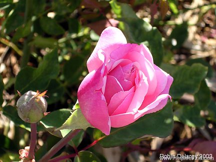'Monsieur Tillier' rose photo