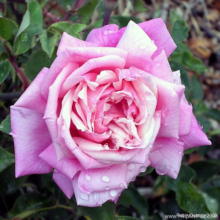 'Monsieur Tillier' rose photo