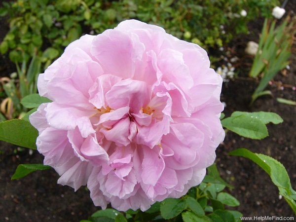 'Austin's Cottage Rose' rose photo