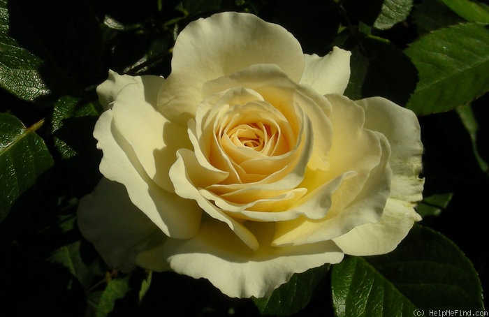 'Lilian Baylis' rose photo