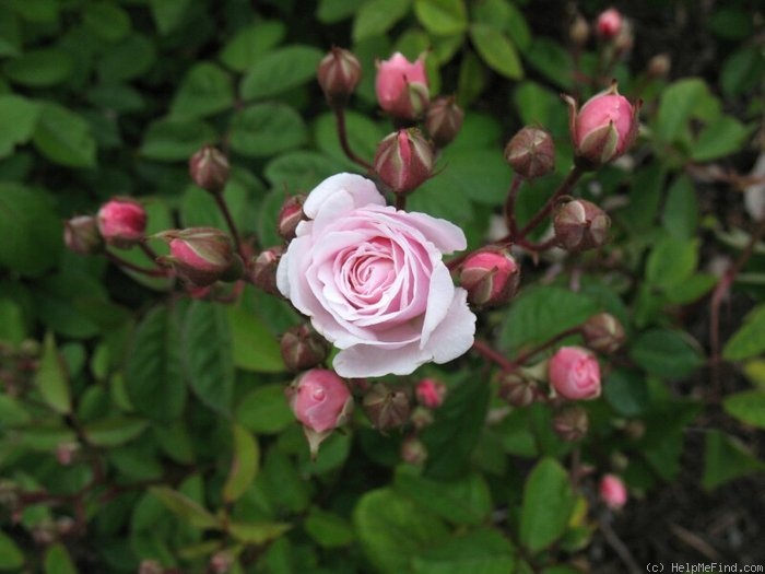'Bubble Bath' rose photo