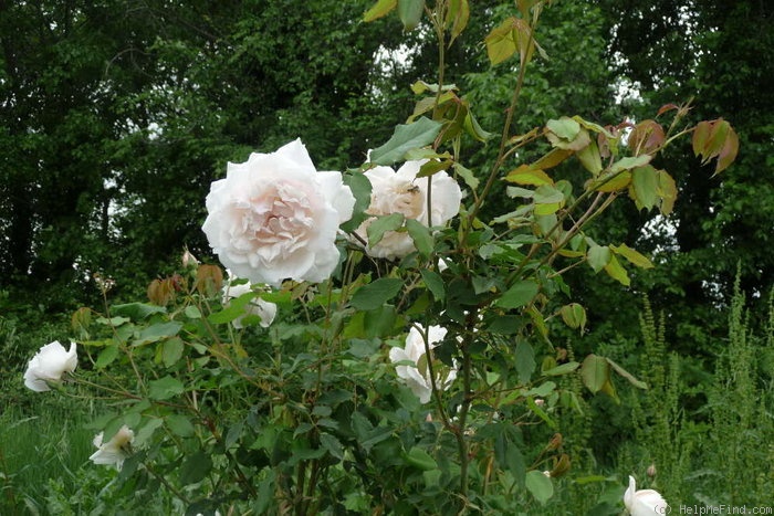 'Madame Alfred Carrière (noisette, Schwartz 1875)' rose photo