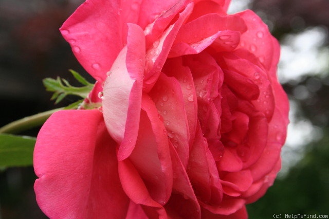 'Typhoo Tea' rose photo