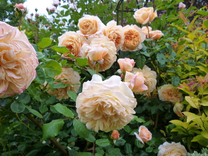 'Crown Princess Margareta ®' rose photo