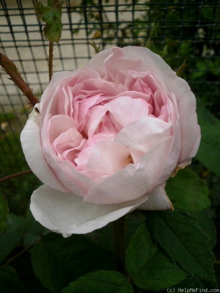 'Mousseline (moss, Moreau-Robert, 1881)' rose photo