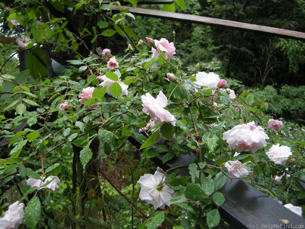 'Cécile Brunner, Cl. (cl. polyantha, Hosp, 1894)' rose photo