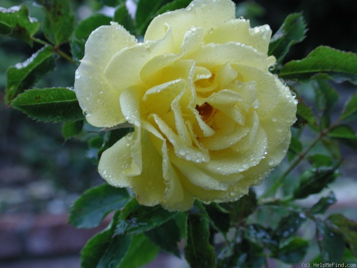 '1-72-1Rugelda' rose photo