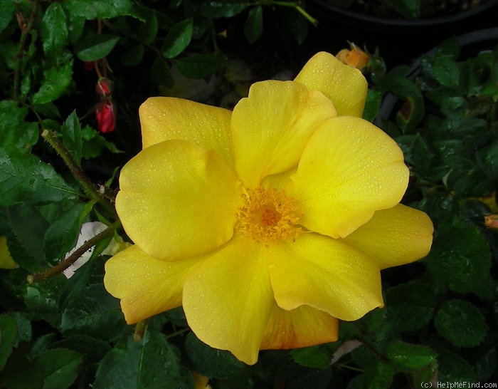 'Sunglow (mini-flora, Wells 2007)' rose photo