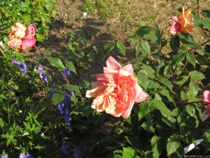 'Souvenir d'un Ami (tea, Bélot-Défougère, 1844)' rose photo