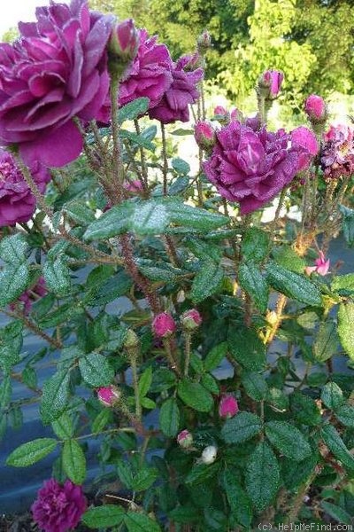 'Nuits de Young (Moss, Laffay, 1845)' rose photo