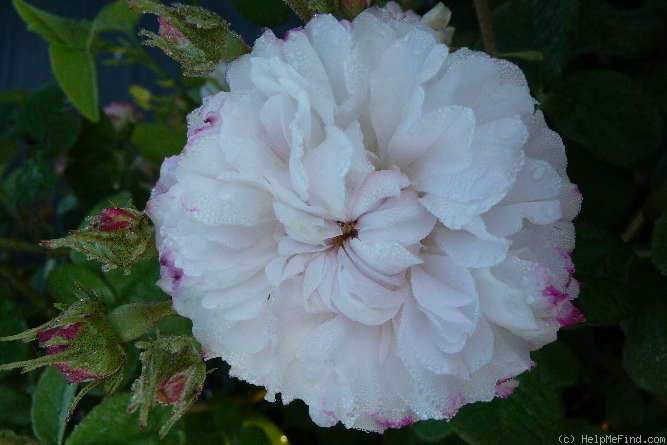 'Léda (damask, Unknown before 1818)' rose photo