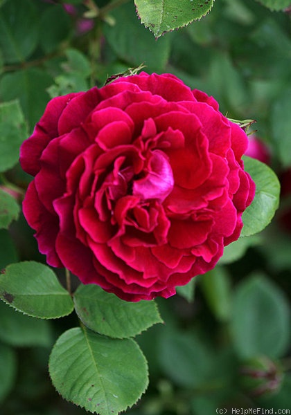 'Alfred Colomb (Hybrid Perpetual, Lacharme, 1865)' rose photo