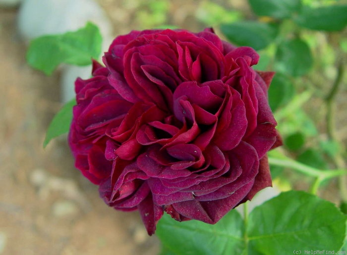 'Astrid Gräfin von Hardenberg' rose photo