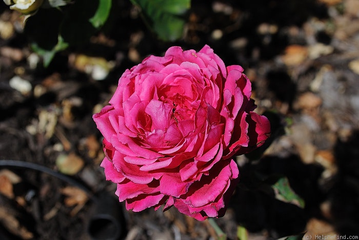 'Belgica' rose photo