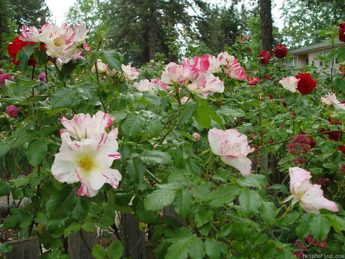 'Soaring Spirits ™' rose photo