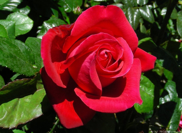 'Alec's Red® (Hybrid Tea, Cocker, 1970)' rose photo