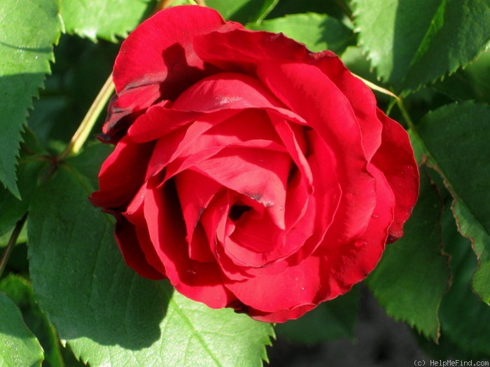 'Castella ®' rose photo