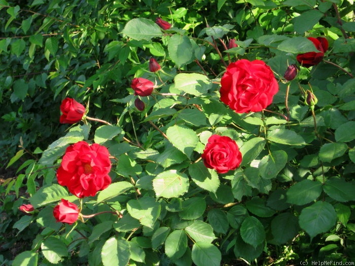 'Castella ®' rose photo