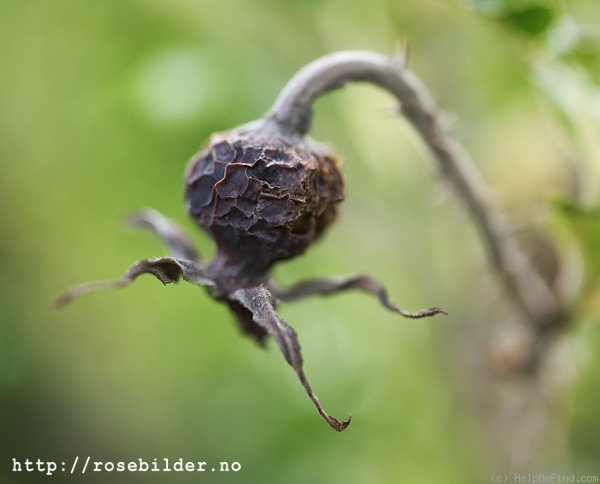 'Frau Dagmar Hastrup' rose photo