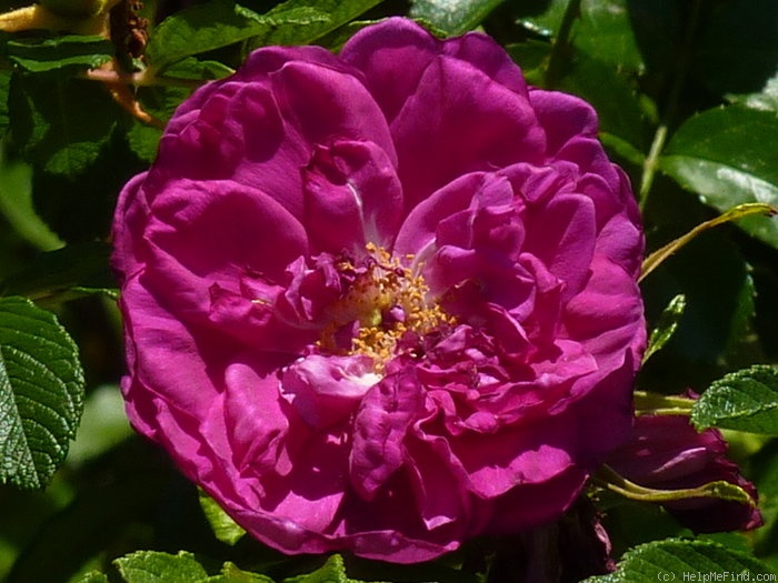 'Roseraie de l'Haÿ' rose photo