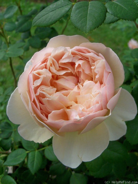 'Charles Darwin ® (shrub, Austin 1991/2001)' rose photo