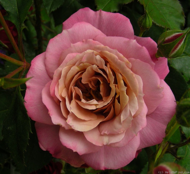 'Pam's Choice' rose photo