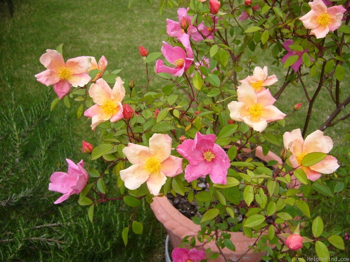 'Mutabilis (china, Unknown, before 1894)' rose photo