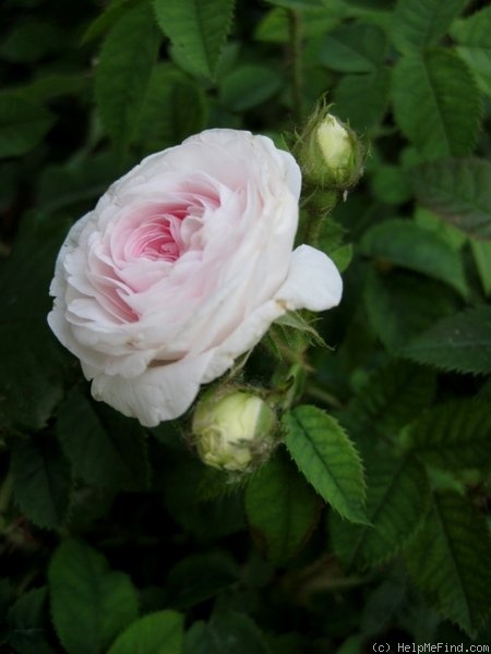'Félicité Parmentier' rose photo