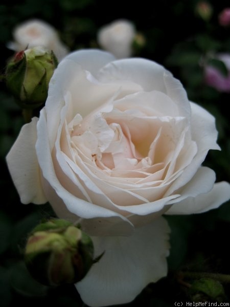 'Sombreuil (LCl, Unknown circa 1940)' rose photo