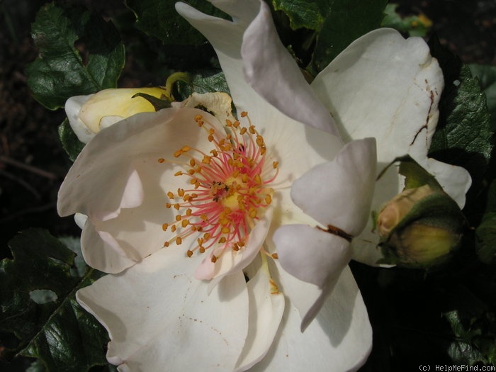 'Jacqueline du Pré (shrub, Harkness before 1986)' rose photo