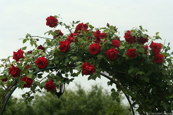 'Ena Harkness, Cl.' rose photo