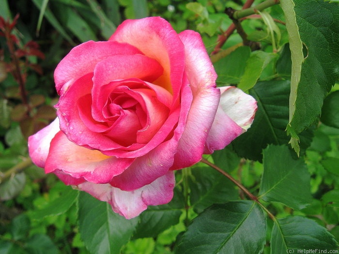 'Cindy (hybrid tea, Harkness, 1997)' rose photo
