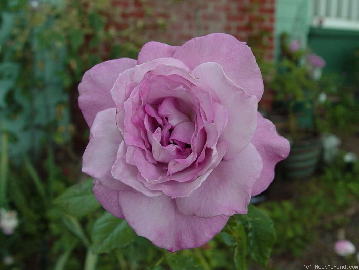 'Fragrant Rhapsody ™' rose photo
