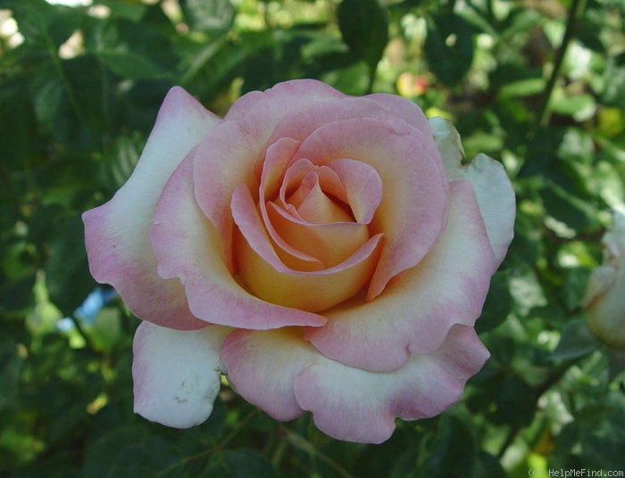 'LeAnn Rimes' rose photo