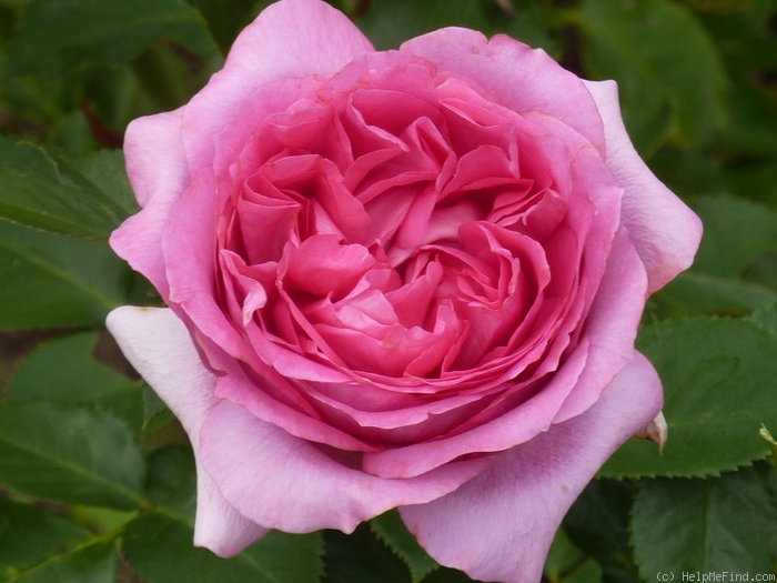 'Bernadette Lafont ®' rose photo