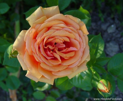 'Ashram ® (hybrid tea, Evers/Tantau, 1998)' rose photo